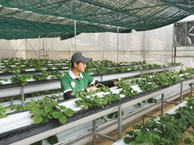 Đi tìm át chủ bài cho nông sản Việt