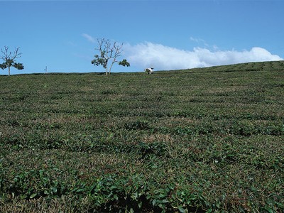 Bất thường ở Chè Hiệp Khánh