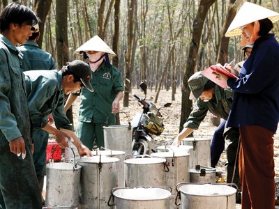 Chờ đợi diễn biến mới với mã cao su