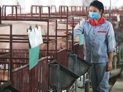 Nguồn cung lợn thịt trong nước đang khan hiếm, đẩy giá lợn tăng cao