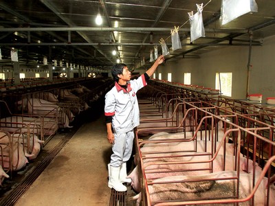 Dự báo, đến năm 2027, sản lượng thịt lợn trong các trang trại chiếm tỷ trọng trên 70%