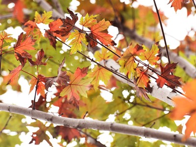 Nhiều cây phong trên phố Hà Nội chuyển sắc đỏ