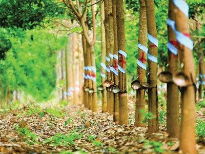 Mã HAG-HNG: Chờ niềm tin mới từ Thaco