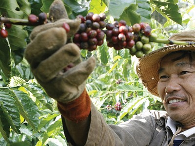 Phần lớn người trồng cà phê Việt Nam thuộc diện sản xuất nhỏ lẻ, khó tiếp cận thông tin thị trường và thường xuyên bị "ép giá"