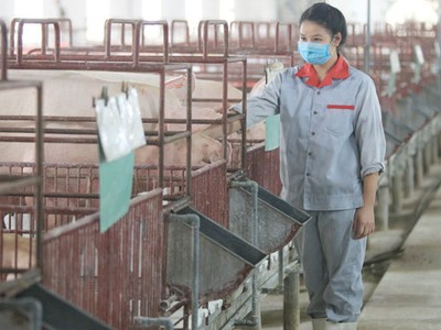 7 tháng, Dabaco lãi 148 tỷ đồng