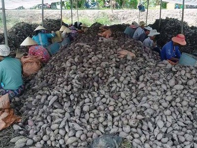 Khoai lang đã có trong danh sách mặt hàng nông sản xuất khẩu sang Trung Quốc của tỉnh Vĩnh Long