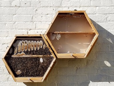 Phát minh đặc biệt cho phép dân thành phố nuôi ong lấy mật ngay trong nhà