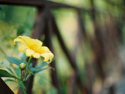 Vấn vương mùa hoa dã quỳ