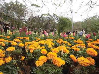 Tối ưu nhất là các cơ sở di dời tạo dư địa cho các không gian cây xanh, công cộng