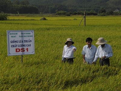 Cánh đồng lớn là hướng đi đúng trong phát triển “tam nông” tại Bình Định