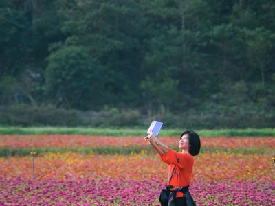 Bên trong thung lũng hoa lớn nhất Việt Nam