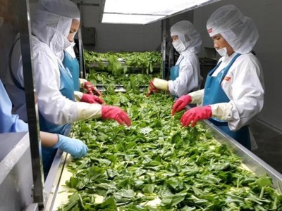 Xuất khẩu nông sản Việt và những “bom tấn” 10 tỷ USD