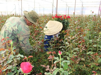 Giá hoa hồng đỏ tại vườn Đà Lạt hiện có giá cao kỷ lục, dao động 7.000-8.000 đồng mỗi bông. Ảnh: Anh Tiến.