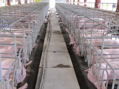 Doanh nghiệp ngành chăn nuôi chịu tác động từ dịch bệnh