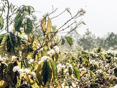 Tháng 3 Tây Nguyên