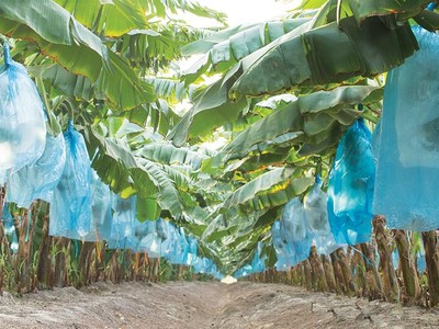 Nông trường chuối của HAGL - Thaco tại Campuchia.