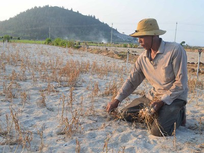 Ông Trần Nguyên rầu rĩ bên ruộng tỏi bị mất trắng.
ẢNH: HIỂN CỪ