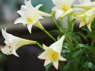 Mùa hoa loa kèn gọi tháng Tư vào phố