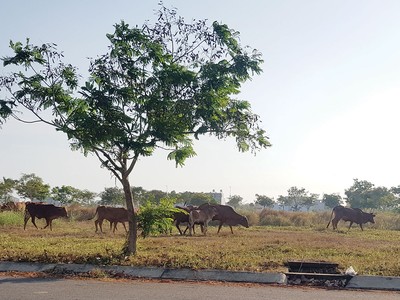 Cỏ mọc um tùm tại Dự án Khu đô thị Trung tâm hành chính tỉnh Long An - TP. Tân An được người dân tận dụng làm nơi thả bò. Ảnh: Gia Huy