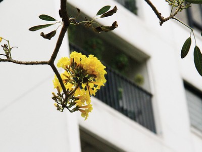 Quý II, thị trường được dự báo sẽ "rực rỡ" hơn quý I