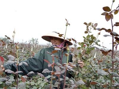 Nghề trồng hoa mang lại nguồn thu nhập cao và ổn định cho nhiều hộ dân ở huyện Mê Linh.
