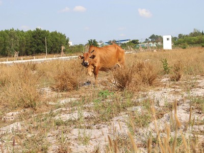 Hạ tầng đi sau dự án là nguyên nhân dẫn đến nhiều dự án bị bỏ hoang hiện nay