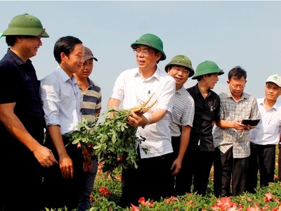 Sau hơn 3 tháng trồng, đến nay Sâm Bố Chính của nhóm hộ dân đã phát triển tươi tốt, ra củ dài từ 10-20cm.