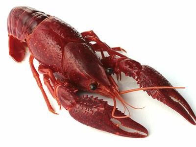 Tôm hùm càng đỏ còn gọi là tôm hùm đất, tên khoa học là Cherax quadricarinatus