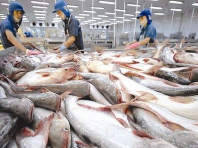 Doanh nghiệp cá tra ra sức đầu tư vào vùng nuôi