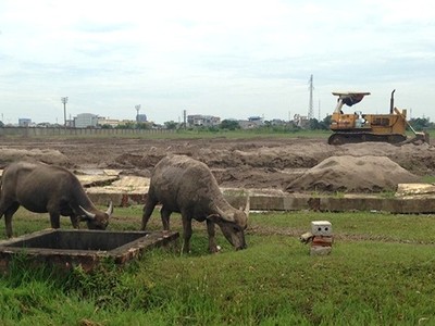 Khu công nghiệp Mỹ Trung (Nam Định) đang bỏ hoang, lãng phí gần 100 ha đất lúa.