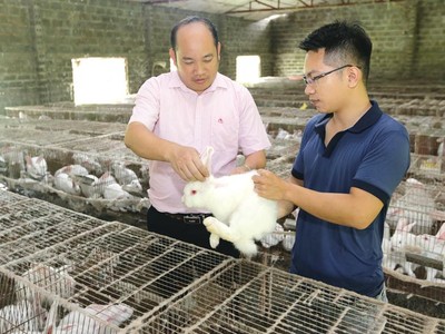 Nhờ nguồn vốn tín dụng chính sách, người dân nghèo ở Ninh Bình có cơ hội chuyển đổi cây trồng và hướng đến chăn nuôi.