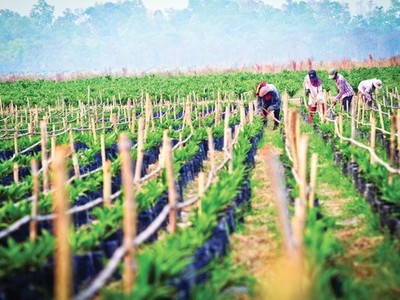 Tính lũy kế 6 tháng, HAGL Agrico báo doanh thu thuần giảm 58% xuống 779 tỷ đồng.