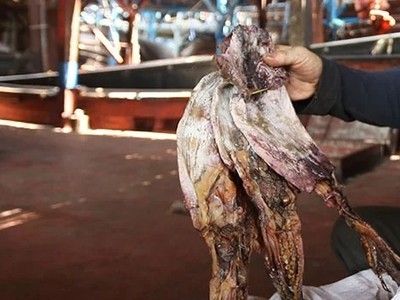 Mực xà của Việt Nam xuất sang Trung Quốc nhưng bị ùn ứ ở cảng. Ảnh: Đắc Thành.