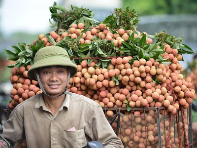 Dự kiến kim ngạch xuất khẩu rau quả của Việt Nam trong năm nay sẽ đạt 4,1 tỷ USD, trong đó Trung Quốc là thị trường chính. Ảnh: Hoàng Đông.