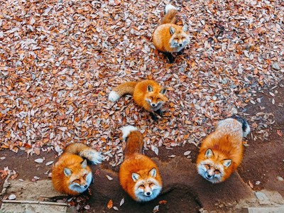 Làng hồ ly béo, lãnh địa mèo hoang độc đáo ở Nhật Bản