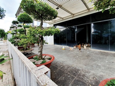 Nhà đầu tư mua nhà phố, biệt thự… để nuôi gà