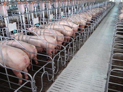 Sau khi khấu trừ các chi phí, lợi nhuận sau thuế quý III.20149 của Dabaco chỉ còn 19 tỷ đồng, giảm hơn 87% so với cùng kỳ 2018.