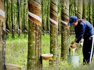 Lũy kế 9 tháng, Phuruco đạt 1.159 tỷ đồng doanh thu thuần, tăng 31% so với cùng kỳ, lợi nhuận sau thuế đạt 650 tỷ đồng, tăng 63,7%.