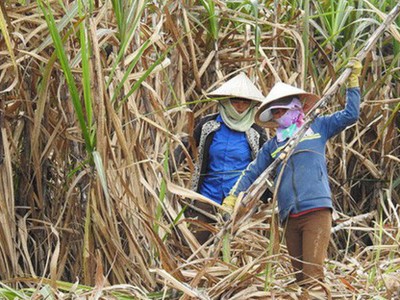 Diện tích trồng mía đã giảm đáng kể vì người dân lỗ hàng chục triệu đồng/ha.