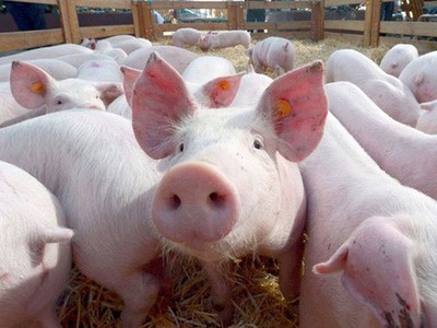 Dịch tả lợn Châu phi giảm nhiệt, 60% số xã qua 30 ngày dịch không bị tái dịch