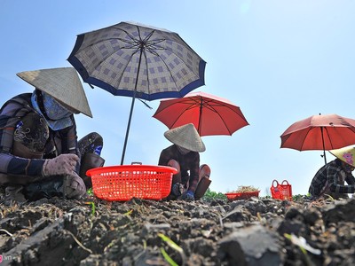 Che dù trên cánh đồng trồng kiệu Tết ở miền Tây
