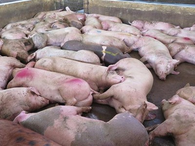 Thành phố Hà Nội yêu cầu không bán chạy gia súc bệnh, không thả rông gia súc đang xảy ra dịch bệnh, không vứt xác gia súc chết ra ngoài môi trường