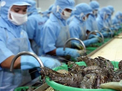 Xuất khẩu tôm Việt Nam sang Trung Quốc trong tháng 11/2019 đạt hơn 54,4 triệu USD, tăng 17,6%