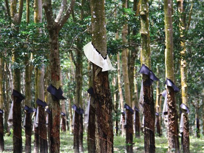 Rà soát lại quỹ đất nông lâm trường