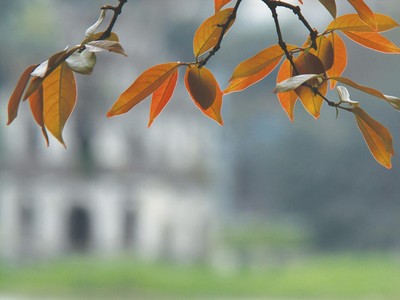 Ngõ nhỏ, phố nhỏ, nhà tôi ở đó…