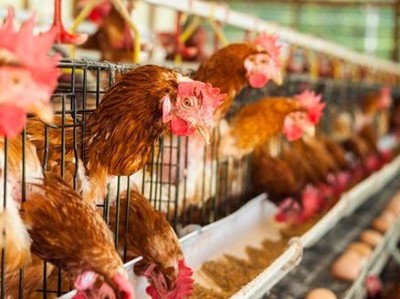 Đã xuất hiện cúm gia cầm gây ra bởi virus H5N1 tại một trang trại ở thành phố Thiệu Dương, Hồ Nam (Trung Quốc). 