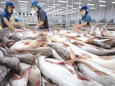 Cá tra Nam Việt kỳ vọng tăng lợi nhuận 20%/năm dù có ảnh hưởng từ nCoV