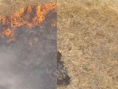 Chế tạo thành công gel có thể ngăn chặn cháy rừng