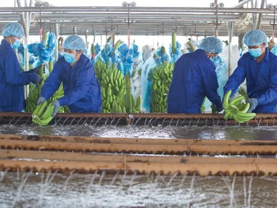 Hoàng Anh Gia Lai đang tập trung hoạt động lĩnh vực nông nghiệp.