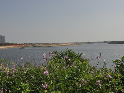 Sông Cổ Cò đoạn qua địa phận TP. Đà Nẵng.